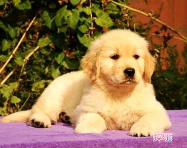 帥氣溫順純種小金毛 圖1