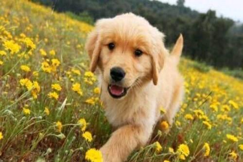 憨厚可愛小金毛,賽級品質(zhì),健康血統(tǒng)有保證 圖1