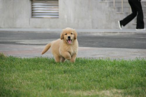 憨厚可愛小金毛,賽級品質(zhì),健康血統(tǒng)有保證 圖5