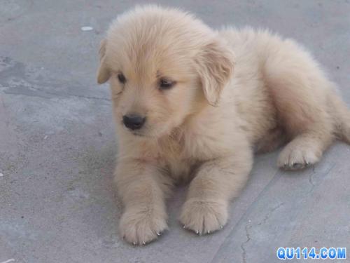 帥氣溫順純種小金毛 圖2