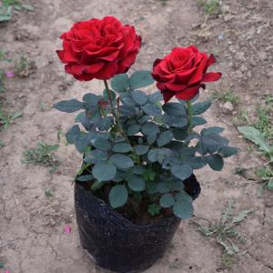 精品盆栽月季 圖1