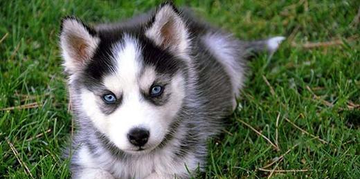 出售一窩超級可愛的藍眼睛哈士奇寶寶 圖4