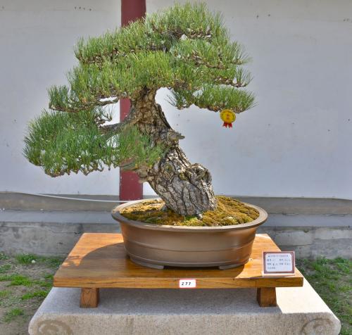 大量出售各種苗木盆景花卉 圖3