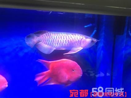 魚缸清理 圖3