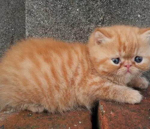 大圓臉水滴眼呆萌呆萌加菲可簽訂健康協(xié)議