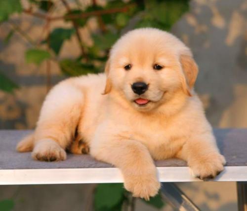 憨厚可愛小金毛,賽級品質(zhì),健康血統(tǒng)有保證