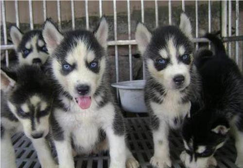 出售一窩超級可愛的藍眼睛哈士奇寶寶