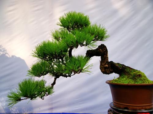 大量出售各種苗木盆景花卉