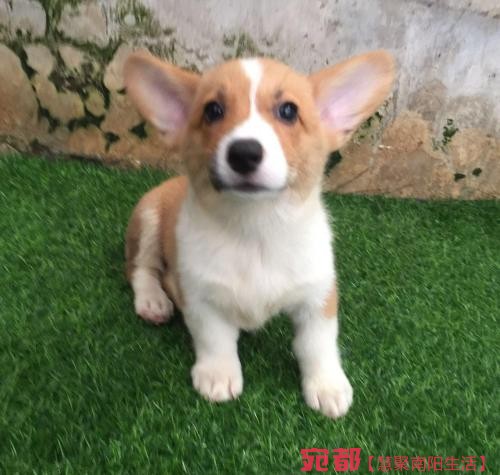 出售高品質(zhì)(柯基幼犬)三色兩色均有包純種健康